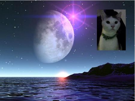 mon chat felix avec la lune